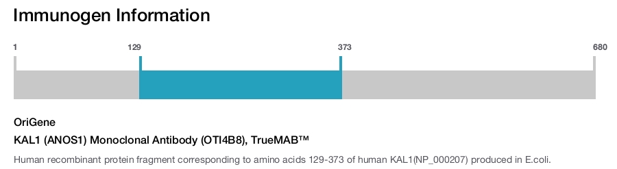 KAL1 (ANOS1) Monoclonal Antibody (OTI4B8), TrueMAB&trade;