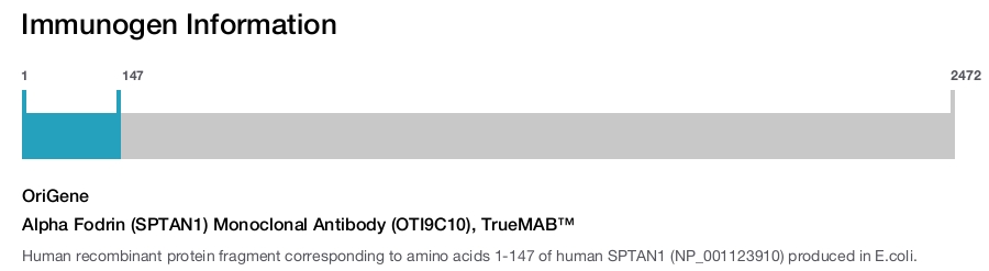 Alpha Fodrin (SPTAN1) Monoclonal Antibody (OTI9C10), TrueMAB&trade;
