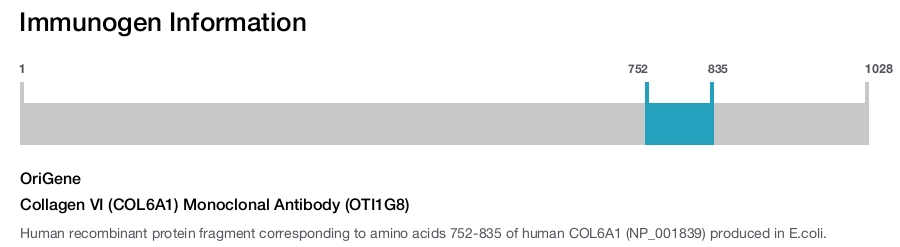 Collagen VI (COL6A1) Monoclonal Antibody (OTI1G8)
