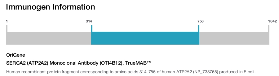 SERCA2 (ATP2A2) Monoclonal Antibody (OTI4B12), TrueMAB&trade;