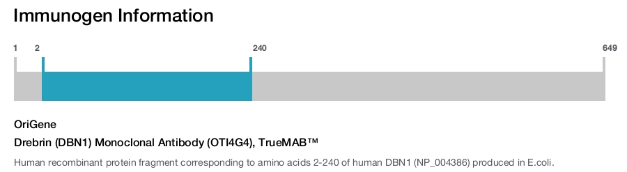 Drebrin (DBN1) Monoclonal Antibody (OTI4G4), TrueMAB&trade;