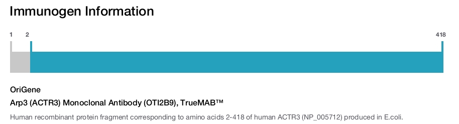 Arp3 (ACTR3) Monoclonal Antibody (OTI2B9), TrueMAB&trade;