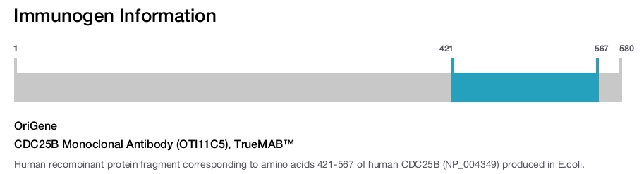 CDC25B Monoclonal Antibody (OTI11C5), TrueMAB&trade;