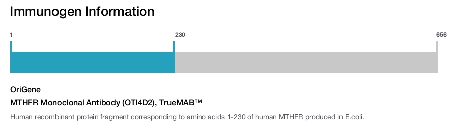 MTHFR Monoclonal Antibody (OTI4D2), TrueMAB&trade;