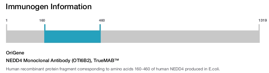 NEDD4 Monoclonal Antibody (OTI6B2), TrueMAB&trade;