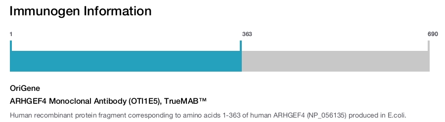 ARHGEF4 Monoclonal Antibody (OTI1E5), TrueMAB&trade;