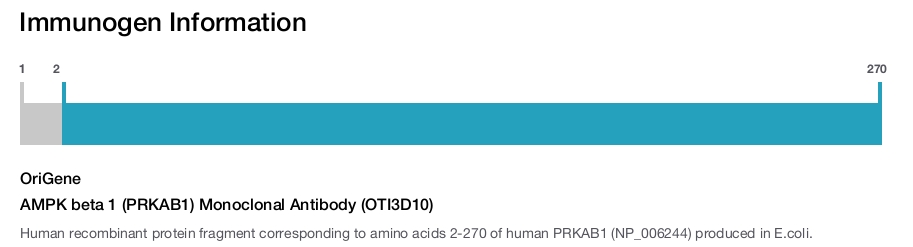 AMPK beta 1 (PRKAB1) Monoclonal Antibody (OTI3D10)