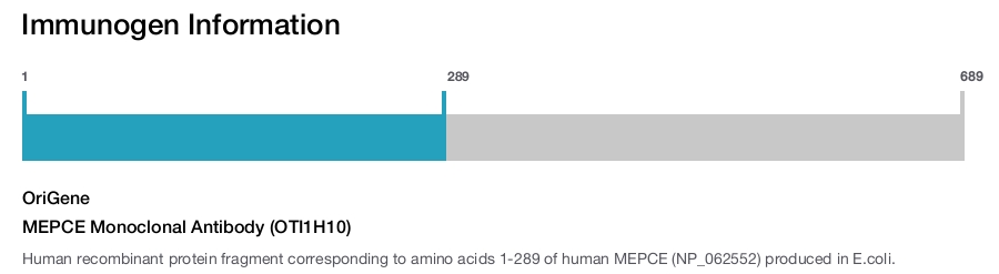 MEPCE Monoclonal Antibody (OTI1H10)