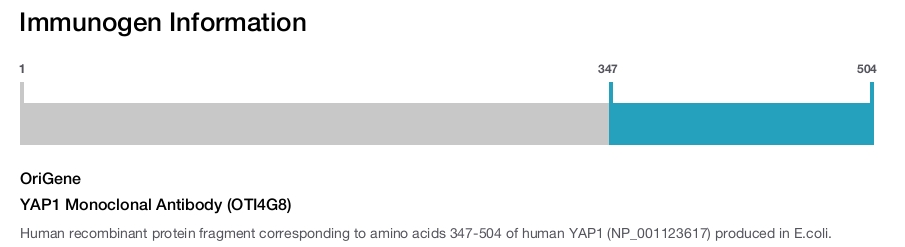 YAP1 Monoclonal Antibody (OTI4G8)