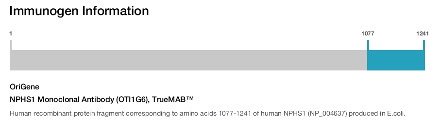 NPHS1 Monoclonal Antibody (OTI1G6), TrueMAB&trade;