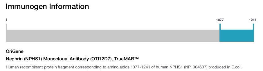 Nephrin (NPHS1) Monoclonal Antibody (OTI12D7), TrueMAB&trade;
