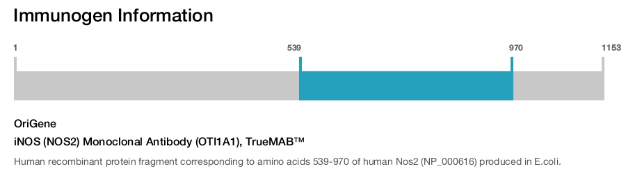 iNOS (NOS2) Monoclonal Antibody (OTI1A1), TrueMAB&trade;