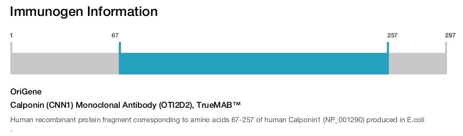 Calponin (CNN1) Monoclonal Antibody (OTI2D2), TrueMAB&trade;