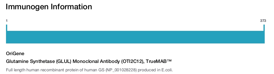 Glutamine Synthetase (GLUL) Monoclonal Antibody (OTI2C12), TrueMAB&trade;