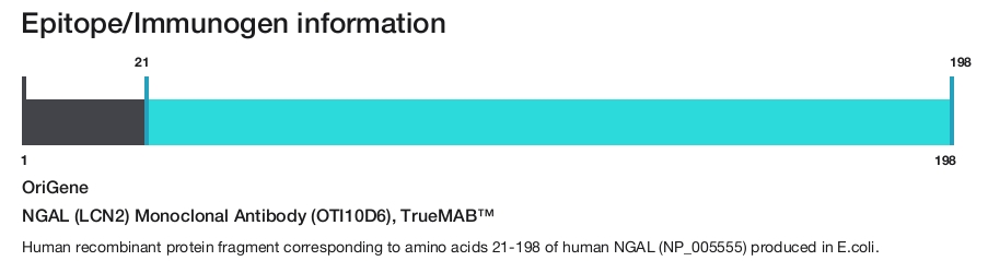 NGAL (LCN2) Monoclonal Antibody (OTI10D6), TrueMAB&trade;
