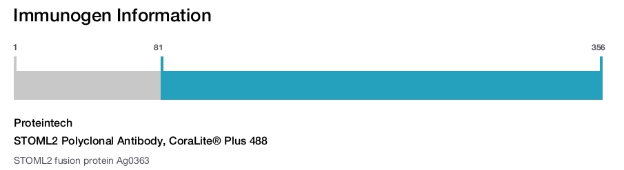 STOML2 Polyclonal Antibody, CoraLite&reg; Plus 488
