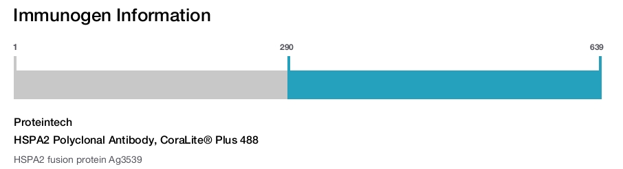 HSPA2 Polyclonal Antibody, CoraLite&reg; Plus 488