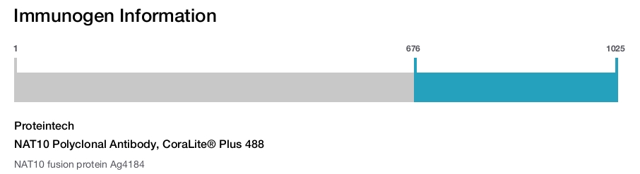 NAT10 Polyclonal Antibody, CoraLite&reg; Plus 488