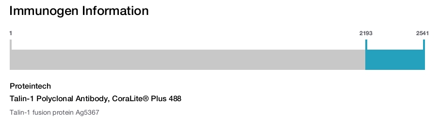 Talin-1 Polyclonal Antibody, CoraLite&reg; Plus 488