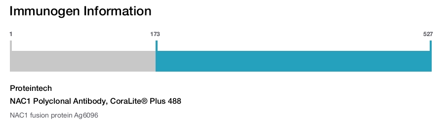 NAC1 Polyclonal Antibody, CoraLite&reg; Plus 488