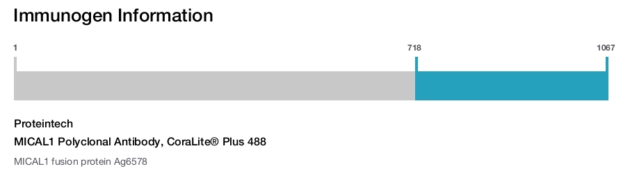 MICAL1 Polyclonal Antibody, CoraLite&reg; Plus 488