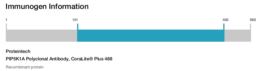 PIP5K1A Polyclonal Antibody, CoraLite® Plus 488