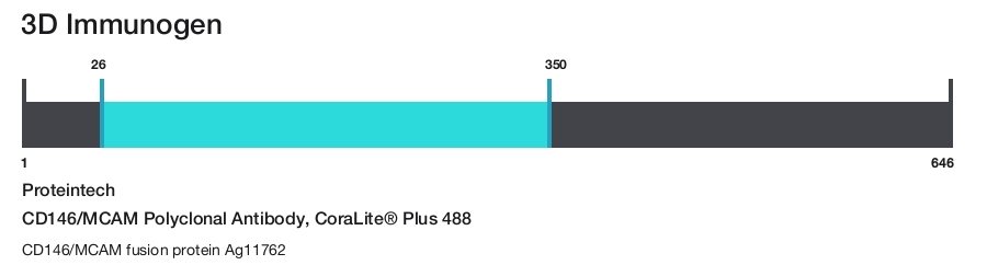 CD146/MCAM Polyclonal Antibody, CoraLite&reg; Plus 488