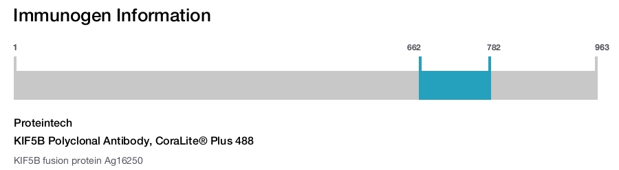 KIF5B Polyclonal Antibody, CoraLite&reg; Plus 488