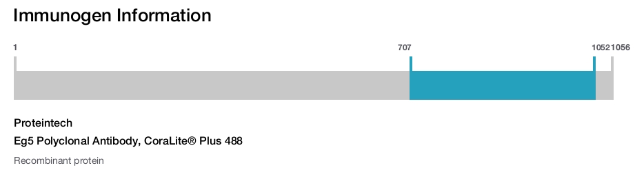 Eg5 Polyclonal Antibody, CoraLite&reg; Plus 488