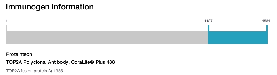 TOP2A Polyclonal Antibody, CoraLite&reg; Plus 488