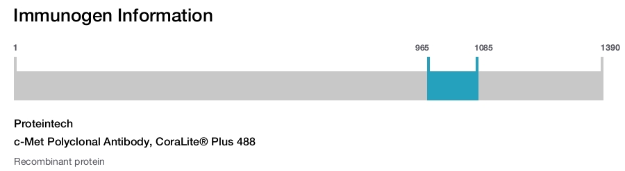 c-Met Polyclonal Antibody, CoraLite&reg; Plus 488