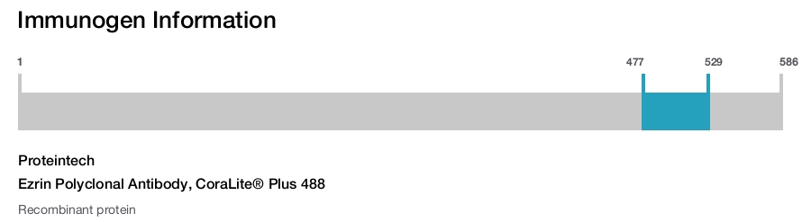Ezrin Polyclonal Antibody, CoraLite&reg; Plus 488