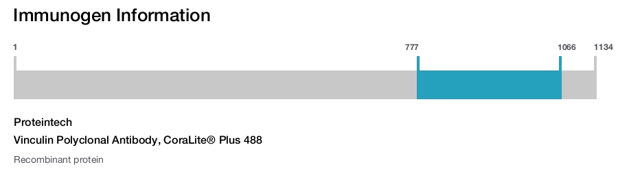 Vinculin Polyclonal Antibody, CoraLite&reg; Plus 488