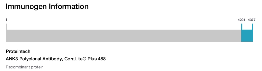 ANK3 Polyclonal Antibody, CoraLite&reg; Plus 488