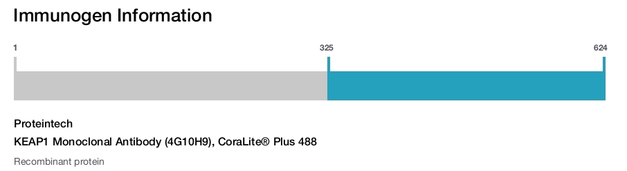 KEAP1 Monoclonal Antibody (4G10H9), CoraLite&reg; Plus 488