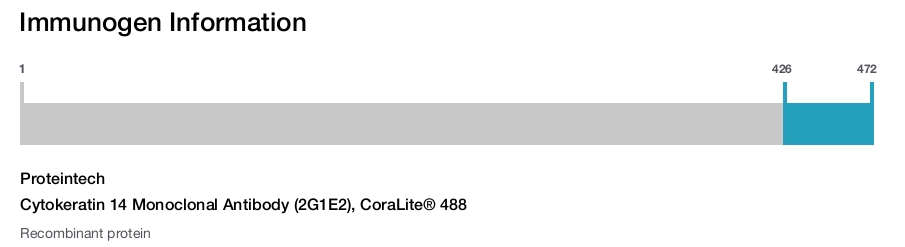 Cytokeratin 14 Monoclonal Antibody (2G1E2), CoraLite&reg; 488