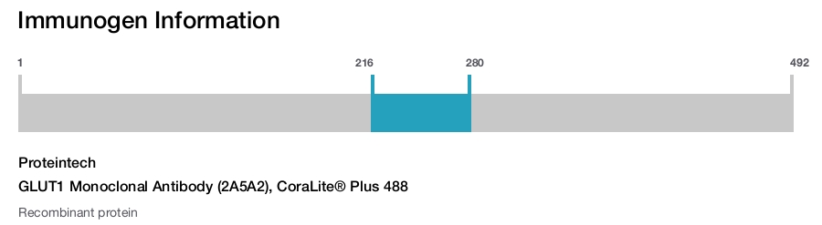 GLUT1 Monoclonal Antibody (2A5A2), CoraLite&reg; Plus 488