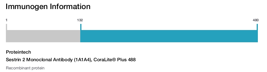 Sestrin 2 Monoclonal Antibody (1A1A4), CoraLite&reg; Plus 488