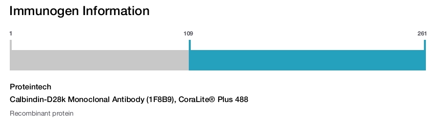 Calbindin-D28k Monoclonal Antibody (1F8B9), CoraLite&reg; Plus 488