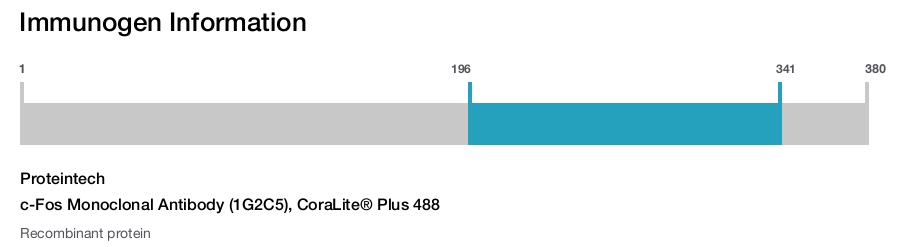 c-Fos Monoclonal Antibody (1G2C5), CoraLite&reg; Plus 488