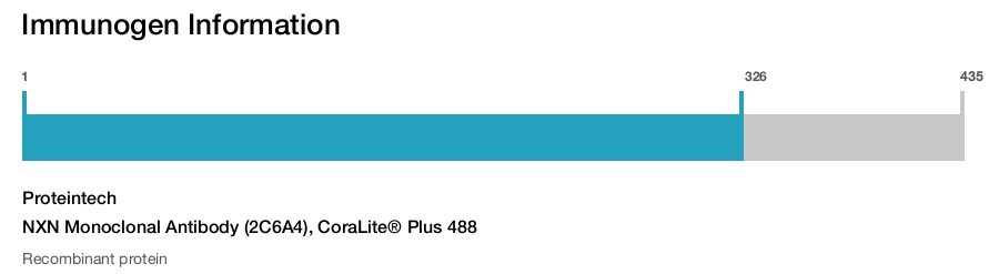 NXN Monoclonal Antibody (2C6A4), CoraLite&reg; Plus 488