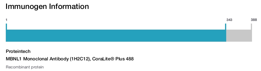 MBNL1 Monoclonal Antibody (1H2C12), CoraLite&reg; Plus 488