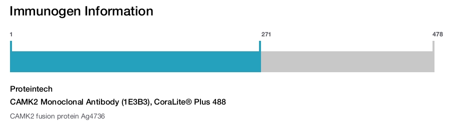 CAMK2 Monoclonal Antibody (1E3B3), CoraLite&reg; Plus 488