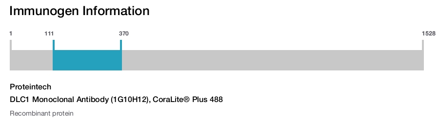 DLC1 Monoclonal Antibody (1G10H12), CoraLite&reg; Plus 488