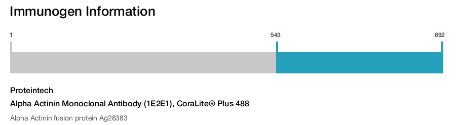 Alpha Actinin Monoclonal Antibody (1E2E1), CoraLite® Plus 488