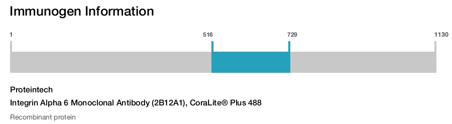 Integrin Alpha 6 Monoclonal Antibody (2B12A1), CoraLite&reg; Plus 488