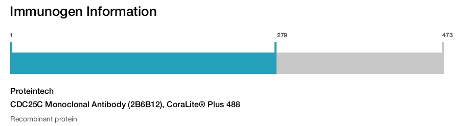 CDC25C Monoclonal Antibody (2B6B12), CoraLite&reg; Plus 488