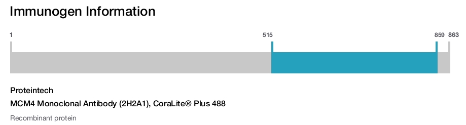 MCM4 Monoclonal Antibody (2H2A1), CoraLite&reg; Plus 488