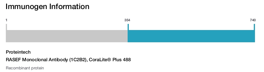 RASEF Monoclonal Antibody (1C2B2), CoraLite&reg; Plus 488