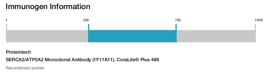 SERCA2/ATP2A2 Monoclonal Antibody (1F11A11), CoraLite&reg; Plus 488